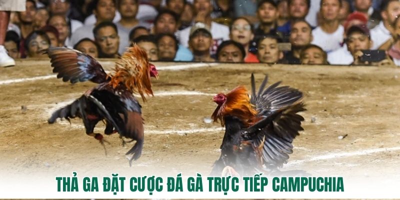 Thả ga đặt cược đá gà trực tiếp Campuchia