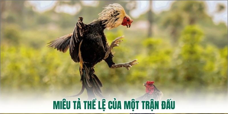 Miêu tả thể lệ của một trận đấu