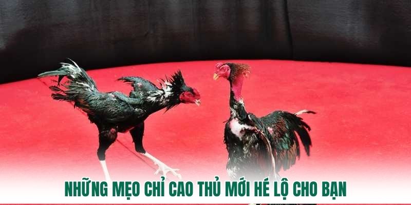 Những mẹo chỉ cao thủ mới hé lộ cho bạn