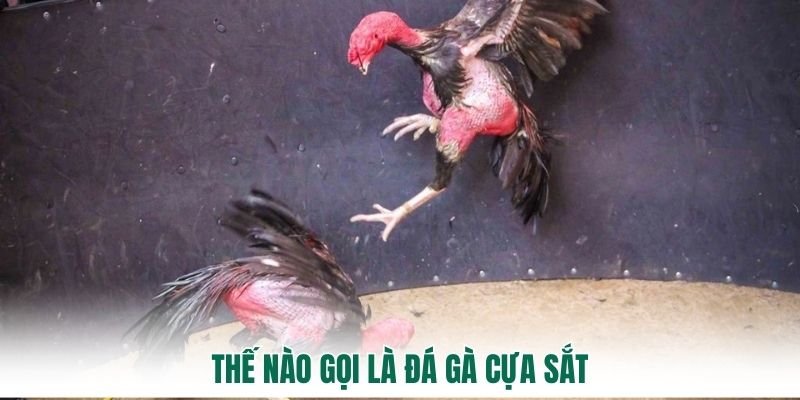 Thế nào gọi là đá gà cựa sắt