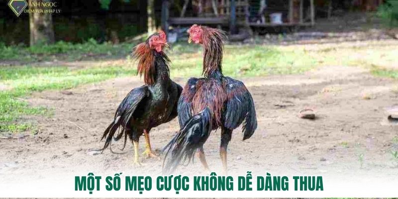 Một số mẹo cược không dễ dàng thua