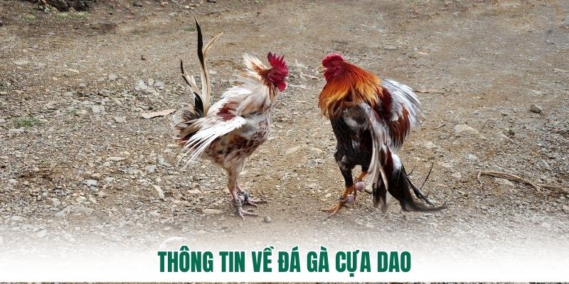 Thông tin về đá gà cựa dao