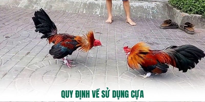 Quy định về sử dụng cựa
