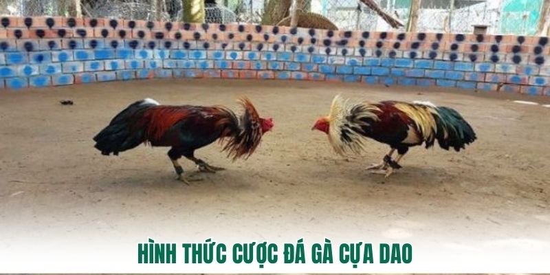Hình thức cược đá gà cựa dao