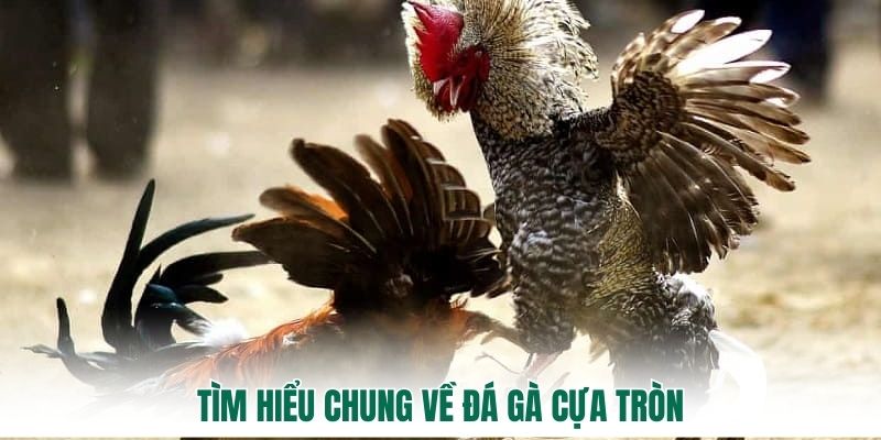 Tìm hiểu chung về đá gà cựa tròn