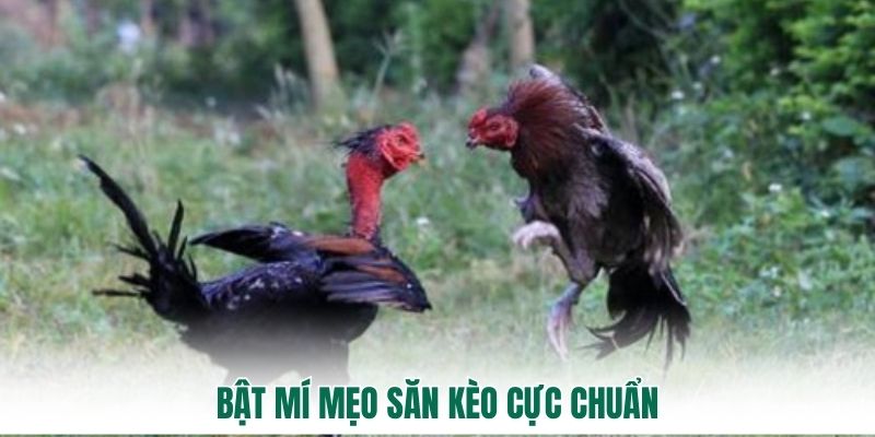 Bật mí mẹo săn kèo cực chuẩn