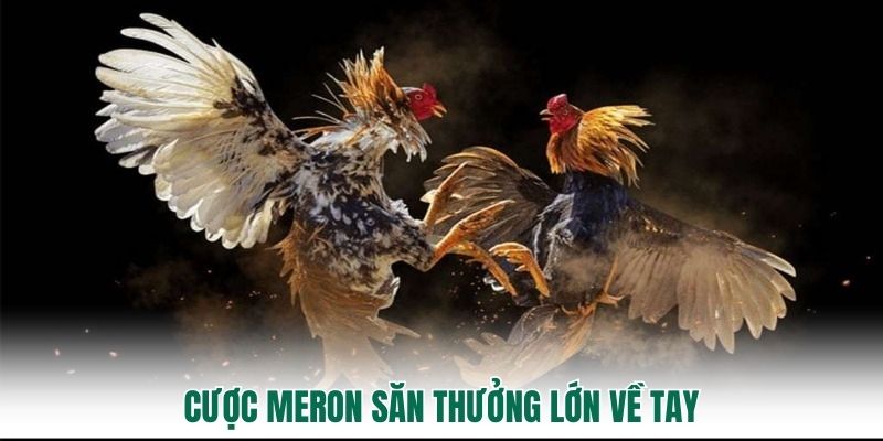 Cược Meron săn thưởng lớn về tay