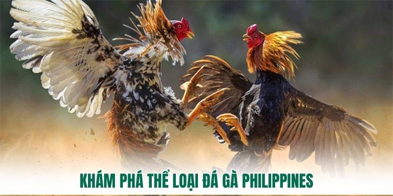 Khám phá thể loại đá gà Philippines