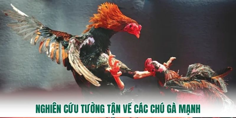 Nghiên cứu tường tận về các chú gà mạnh