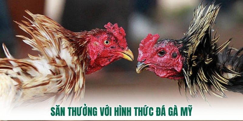 Săn thưởng với hình thức đá gà Mỹ