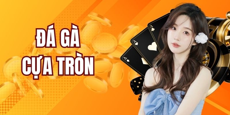 Đá Gà Cựa Tròn Vuabai88 - Lên Kèo Chọi Gà Kịch Tính 2025
