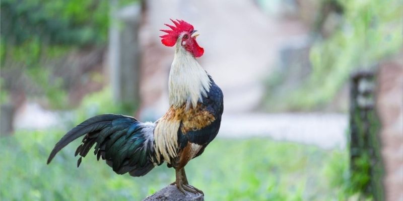 Bổ trợ thêm dinh dưỡng để chiến kê tăng độ dẻo dai