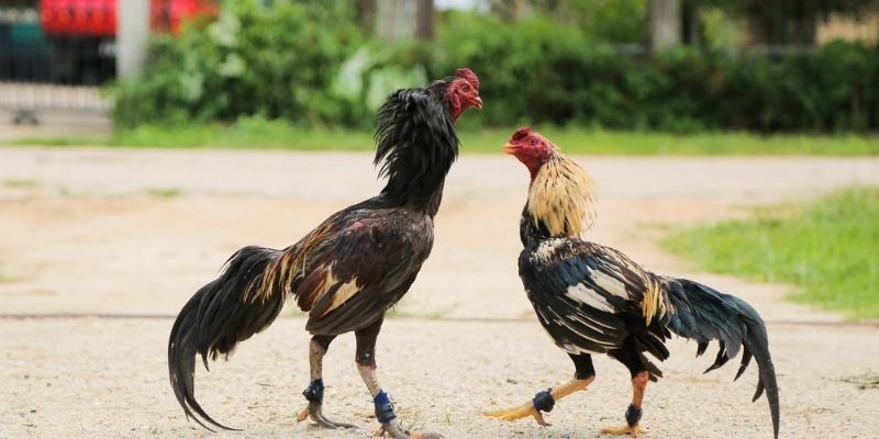 Cách nuôi gà đá cựa sắt chuẩn bài luôn là vấn đề lớn