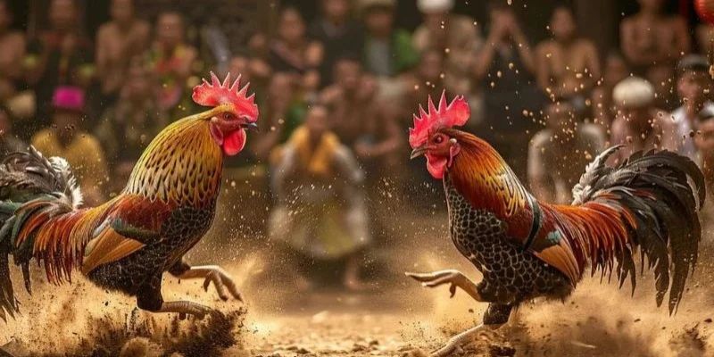 Theo dõi đá gà trực tiếp - Nơi giải trí hấp dẫn không thể bỏ lỡ