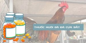 Thuốc Nuôi Gà Đá Cựa Sắt Bền Sức Cùng Nhà Cái Vuabai88