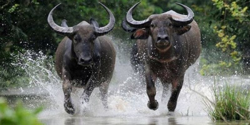 Đôi nét lưu ý về giấc mơ thấy trâu đánh con gì