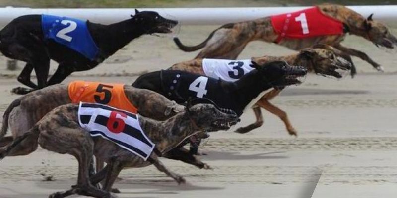 Bộ môn cá cược tốc độ đang trở nên phổ biến hơn