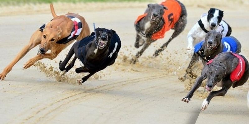 Cá cược đua chó dự đoán top 3 chuẩn