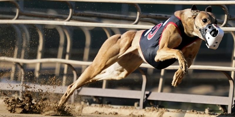 Cá Cược Đua Chó