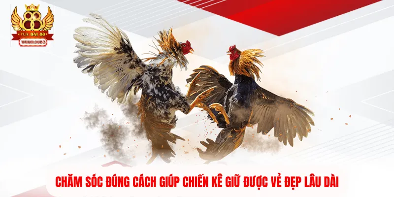 Chăm sóc đúng cách giúp chiến kê giữ được vẻ đẹp lâu dài