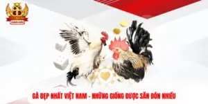 Gà Đẹp Nhất Việt Nam - Những Giống Được Săn Đón Nhiều
