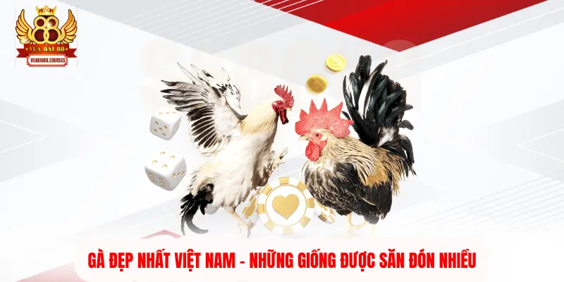 Gà Đẹp Nhất Việt Nam - Những Giống Được Săn Đón Nhiều
