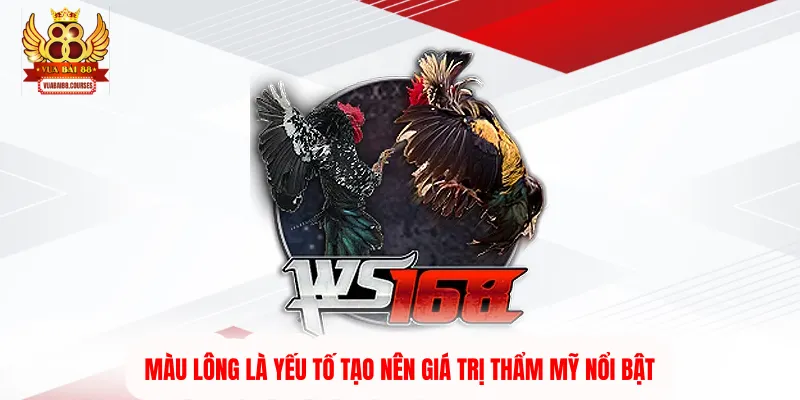 Màu lông là yếu tố tạo nên giá trị thẩm mỹ nổi bật