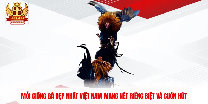 Mỗi giống gà đẹp nhất Việt Nam mang nét riêng biệt và cuốn hút