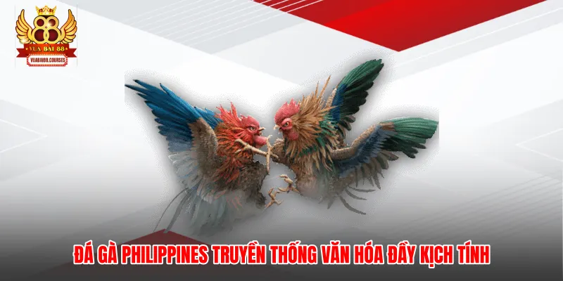 Đá Gà Philippines Truyền Thống Văn Hóa Đầy Kịch Tính