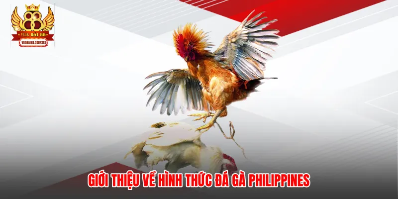 Giới thiệu về hình thức đá gà Philippines