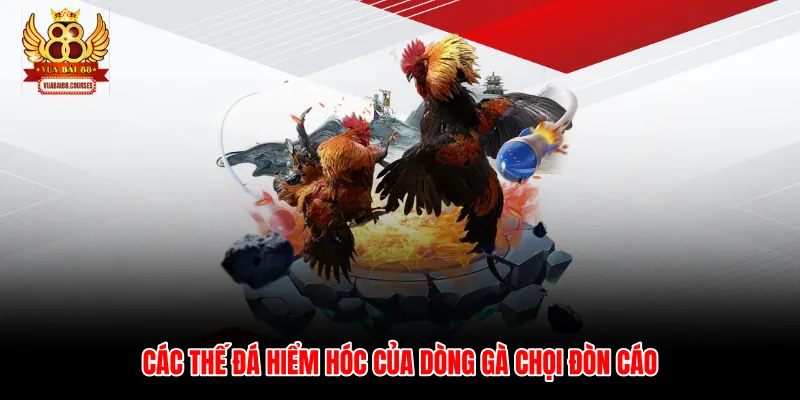 Các thế đá hiểm hóc của dòng gà chọi đòn cáo