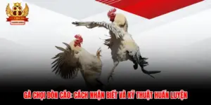 Gà Chọi Đòn Cáo: Cách Nhận Biết Và Kỹ Thuật Huấn Luyện