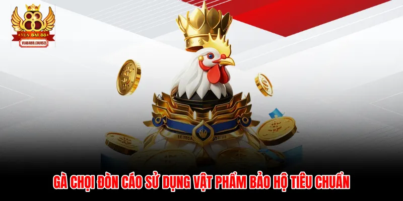 Gà chọi đòn cáo sử dụng vật phẩm bảo hộ tiêu chuẩn