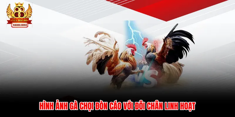 Hình ảnh gà chọi đòn cáo với đôi chân linh hoạt